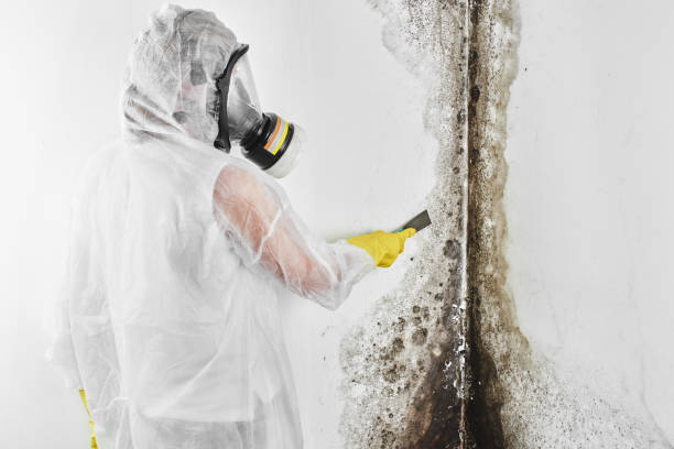Certified Mold Removal in Elm Creek, NE