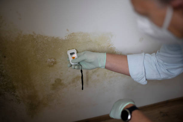 Best Attic Mold Removal  in Elm Creek, NE