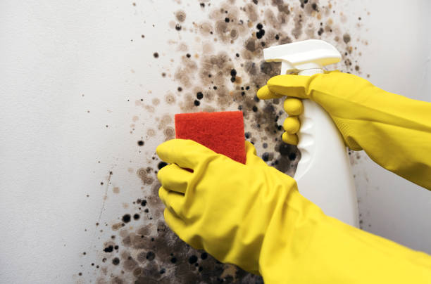 Best Commercial Mold Removal  in Elm Creek, NE